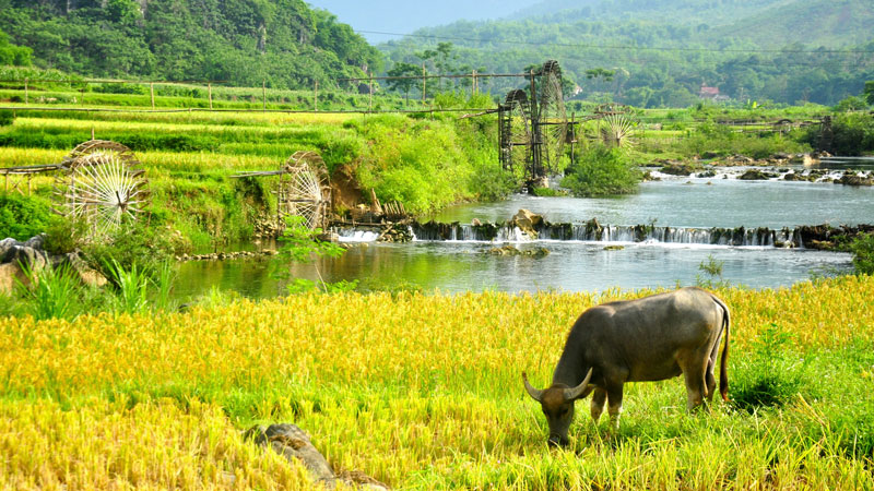 puluong-rice-field-overview-1